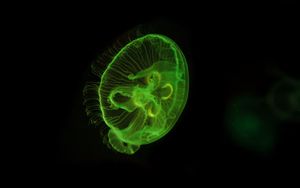 Preview wallpaper jellyfish, underwater world, green, glow, swim