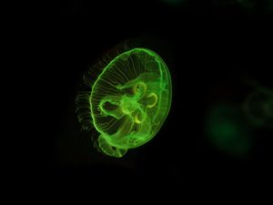 Preview wallpaper jellyfish, underwater world, green, glow, swim