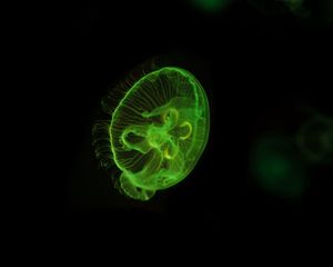 Preview wallpaper jellyfish, underwater world, green, glow, swim