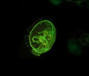 Preview wallpaper jellyfish, underwater world, green, glow, swim