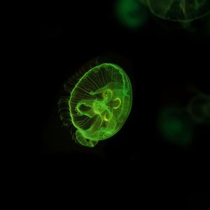 Preview wallpaper jellyfish, underwater world, green, glow, swim