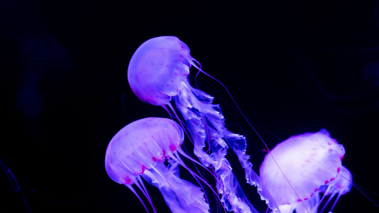 Wallpaper jellyfish, underwater world, neon, glowing