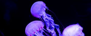 Preview wallpaper jellyfish, underwater world, neon, glowing