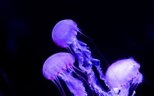 Jellyfish Wallpaper 4K Dark background 2829