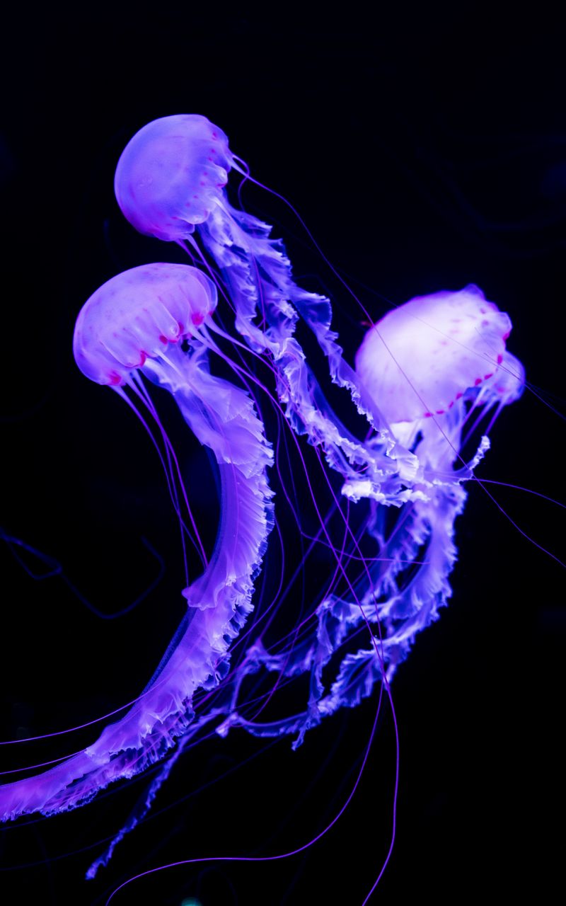 800x1280 Wallpaper jellyfish, underwater world, neon, glowing