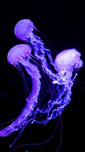 Preview wallpaper jellyfish, underwater world, neon, glowing