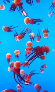 Preview wallpaper jellyfish, underwater world, ocean, aquarium, swimming