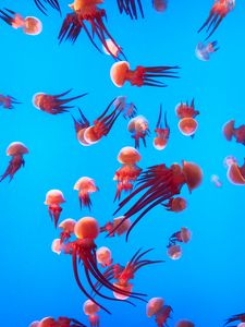 Preview wallpaper jellyfish, underwater world, ocean, aquarium, swimming