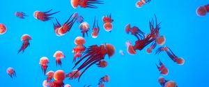 Preview wallpaper jellyfish, underwater world, ocean, aquarium, swimming