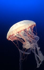 Preview wallpaper jellyfish, underwater world, ocean, aquarium, swimming, blue, water