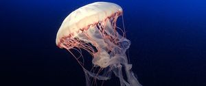 Preview wallpaper jellyfish, underwater world, ocean, aquarium, swimming, blue, water