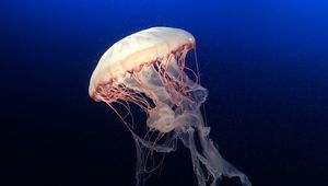 Preview wallpaper jellyfish, underwater world, ocean, aquarium, swimming, blue, water