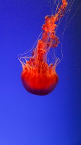 Preview wallpaper jellyfish, underwater world, orange, blue, red