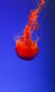 Preview wallpaper jellyfish, underwater world, orange, blue, red