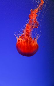 Preview wallpaper jellyfish, underwater world, orange, blue, red