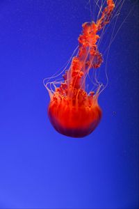 Preview wallpaper jellyfish, underwater world, orange, blue, red