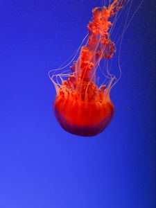 Preview wallpaper jellyfish, underwater world, orange, blue, red