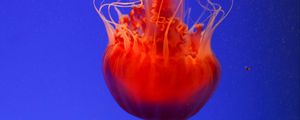 Preview wallpaper jellyfish, underwater world, orange, blue, red