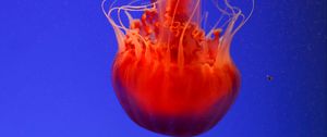Preview wallpaper jellyfish, underwater world, orange, blue, red