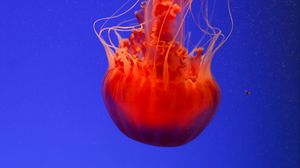 Preview wallpaper jellyfish, underwater world, orange, blue, red