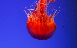 Preview wallpaper jellyfish, underwater world, orange, blue, red