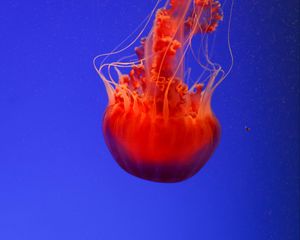 Preview wallpaper jellyfish, underwater world, orange, blue, red