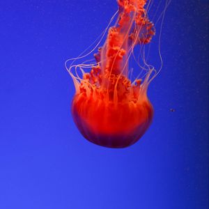 Preview wallpaper jellyfish, underwater world, orange, blue, red