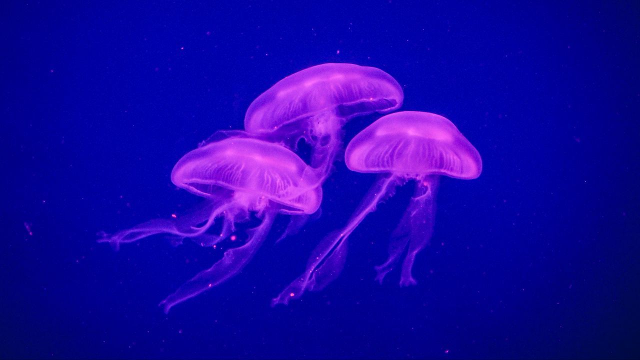Wallpaper jellyfish, underwater world, phosphorus