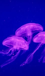 Preview wallpaper jellyfish, underwater world, phosphorus