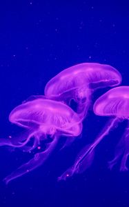 Preview wallpaper jellyfish, underwater world, phosphorus