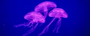 Preview wallpaper jellyfish, underwater world, phosphorus