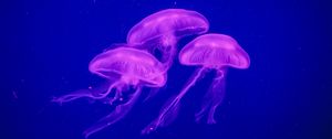 Preview wallpaper jellyfish, underwater world, phosphorus