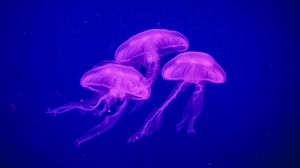 Preview wallpaper jellyfish, underwater world, phosphorus