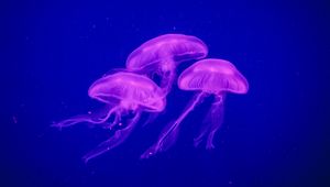 Preview wallpaper jellyfish, underwater world, phosphorus