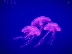 Preview wallpaper jellyfish, underwater world, phosphorus