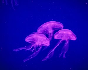 Preview wallpaper jellyfish, underwater world, phosphorus