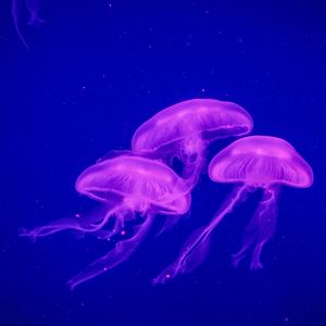 Preview wallpaper jellyfish, underwater world, phosphorus
