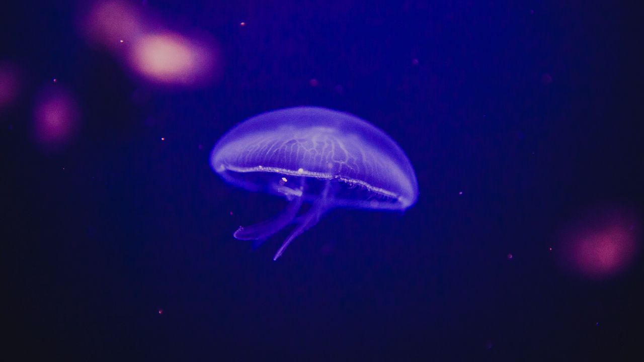 Wallpaper jellyfish, underwater world, phosphorus, glow