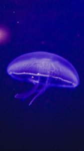 Preview wallpaper jellyfish, underwater world, phosphorus, glow