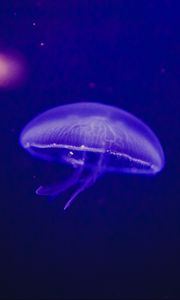 Preview wallpaper jellyfish, underwater world, phosphorus, glow