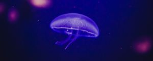 Preview wallpaper jellyfish, underwater world, phosphorus, glow