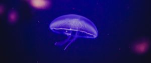 Preview wallpaper jellyfish, underwater world, phosphorus, glow