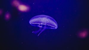 Preview wallpaper jellyfish, underwater world, phosphorus, glow