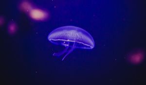 Preview wallpaper jellyfish, underwater world, phosphorus, glow