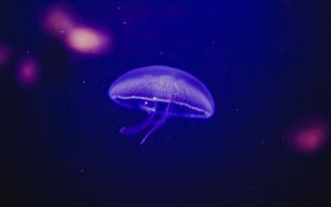Preview wallpaper jellyfish, underwater world, phosphorus, glow