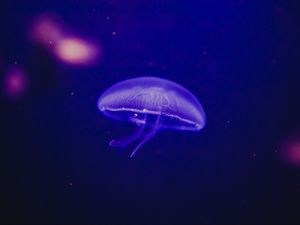 Preview wallpaper jellyfish, underwater world, phosphorus, glow