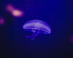 Preview wallpaper jellyfish, underwater world, phosphorus, glow