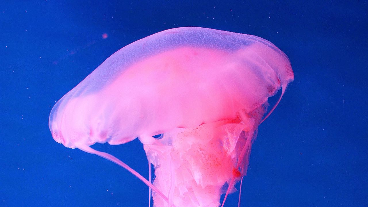 Wallpaper jellyfish, underwater world, pink