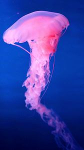 Preview wallpaper jellyfish, underwater world, pink
