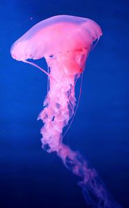 Preview wallpaper jellyfish, underwater world, pink